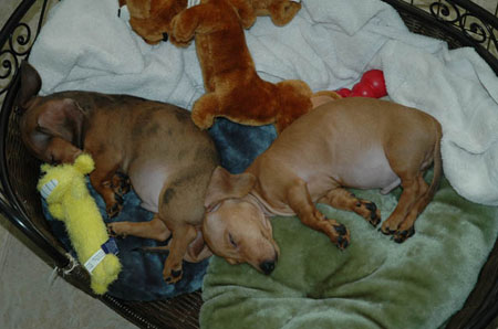 passed out pups 2
