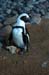 South African Black Footed Penguin (At Hotel)